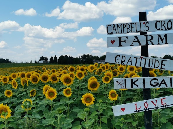 Campbell's Cross Farm 5