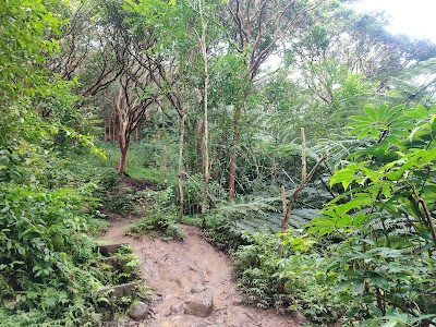 Maunawili Falls Trail