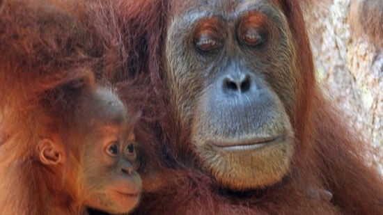 Wisata Alam Bukit Lawang