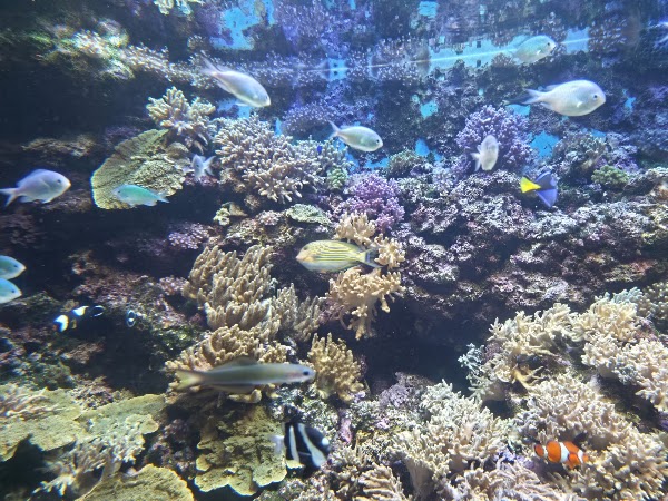 Niigata City Aquarium Marinepia Nihonkai (Sea of Japan) 4