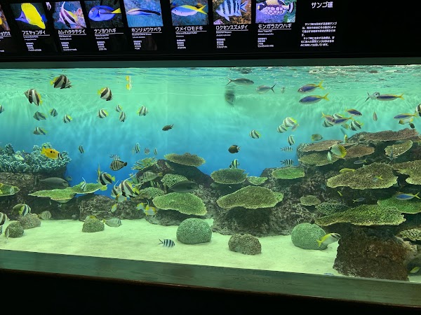 Niigata City Aquarium Marinepia Nihonkai (Sea of Japan) 3