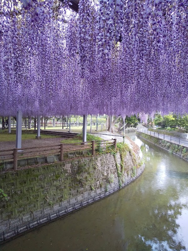 The Great Wisteria of Nakayama 1