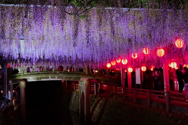The Great Wisteria of Nakayama 5