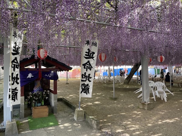 The Great Wisteria of Nakayama 4