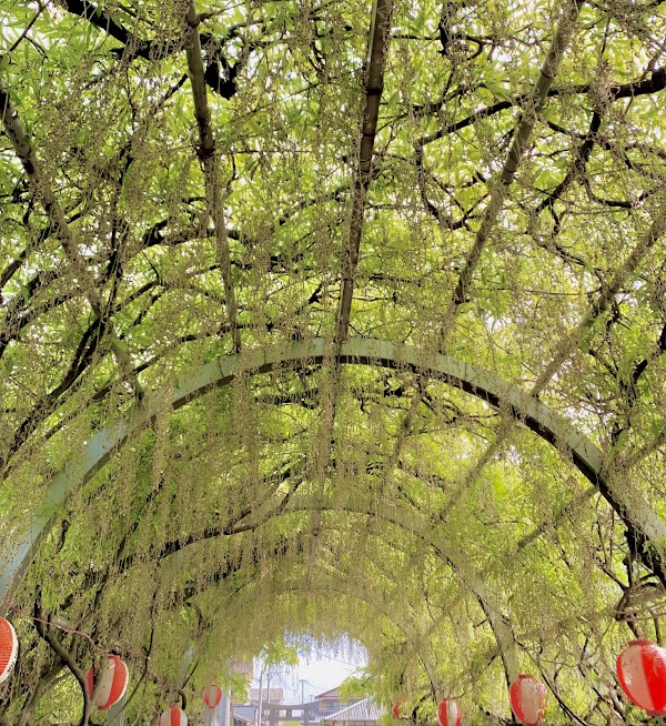 The Great Wisteria of Nakayama 3
