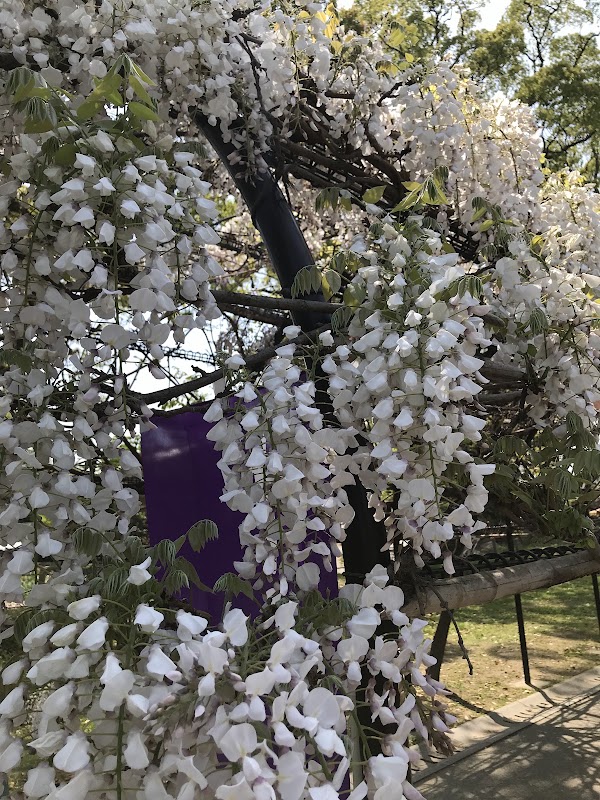 The Great Wisteria of Nakayama 2