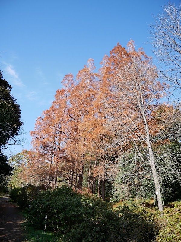 Metasequoia Trees 5