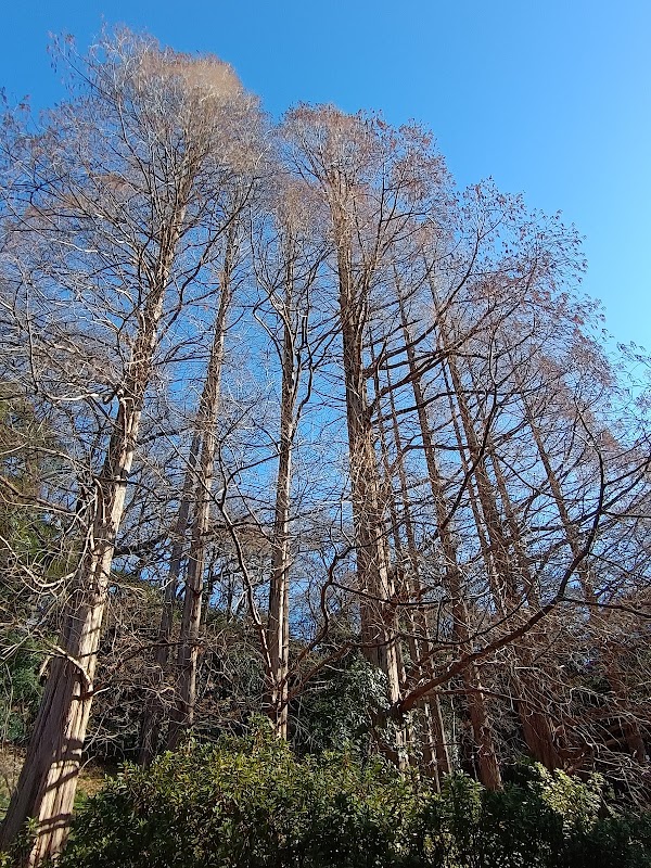 Metasequoia Trees 4