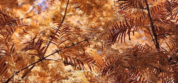 Metasequoia Trees 3