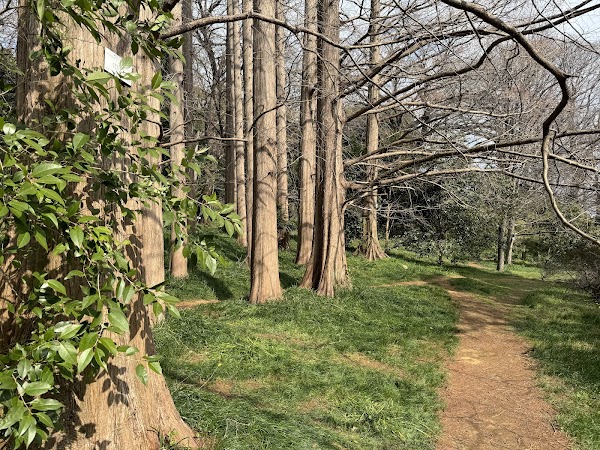 Metasequoia Trees 2
