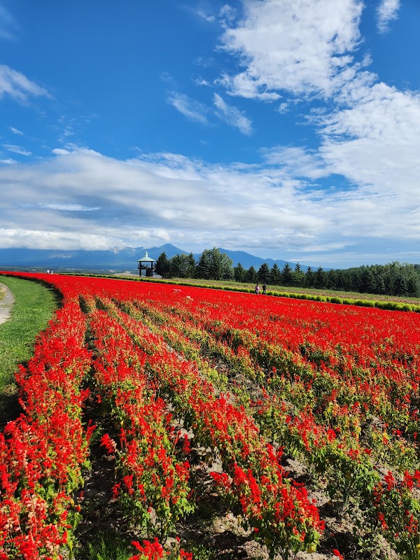 Flower Land Kamifurano