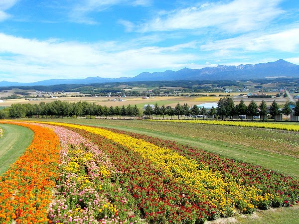 Flower Land Kamifurano 5