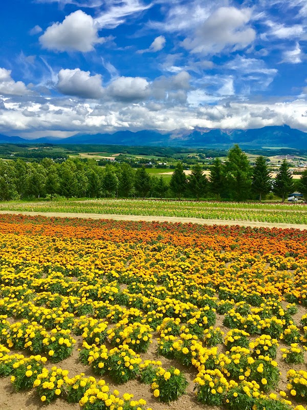 Flower Land Kamifurano 4
