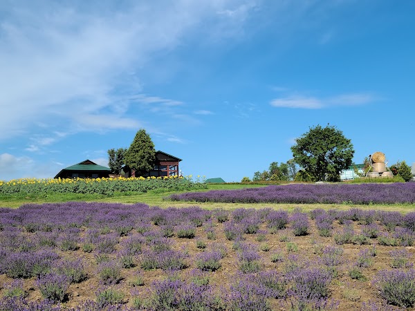Flower Land Kamifurano 3