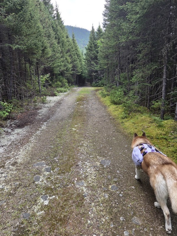 Départ du sentier pour la chute des Martres 5