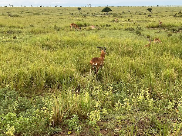 Murchison Falls National Park 4