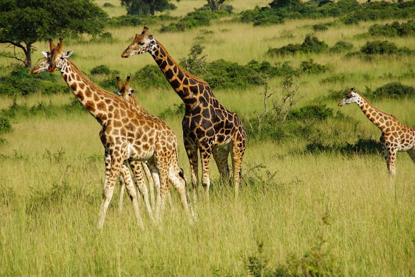 Murchison Falls National Park 3