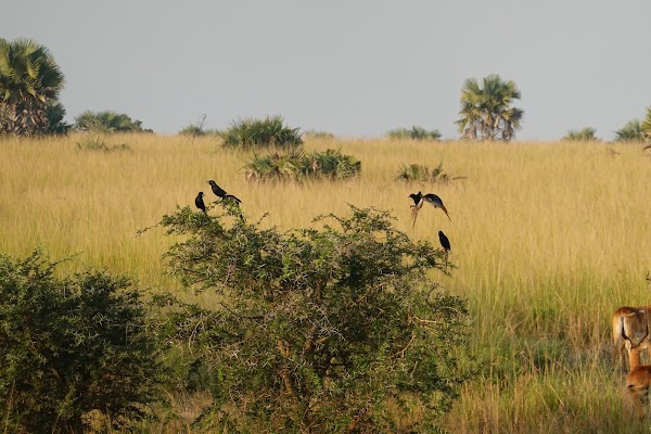 Murchison Falls National Park 2