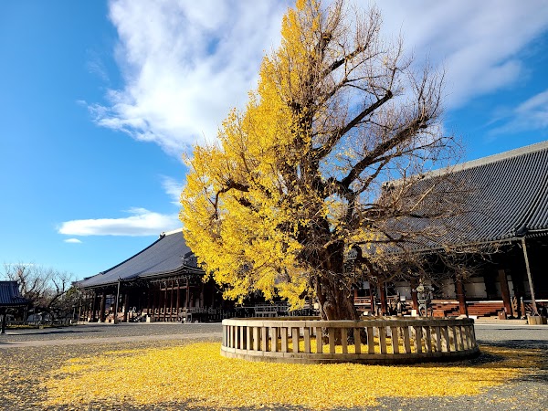 Great Ginkgo Tree of Hongan-ji