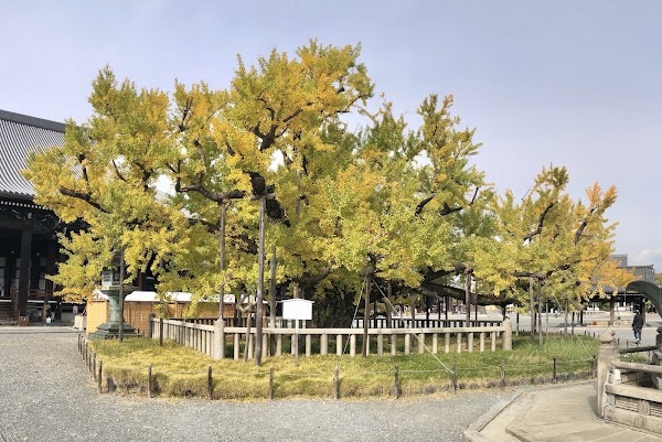 Great Ginkgo Tree of Hongan-ji 5