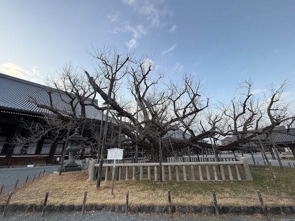Great Ginkgo Tree of Hongan-ji 4