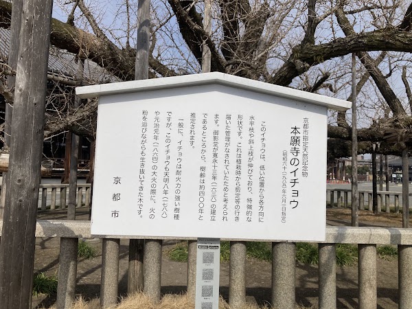 Great Ginkgo Tree of Hongan-ji 3