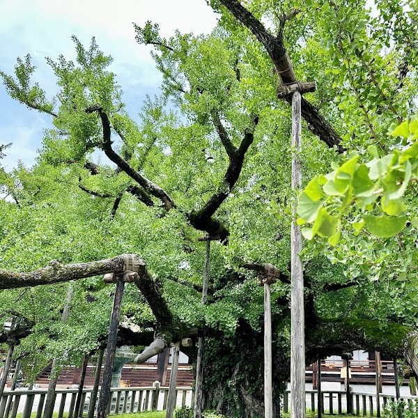 Great Ginkgo Tree of Hongan-ji 2