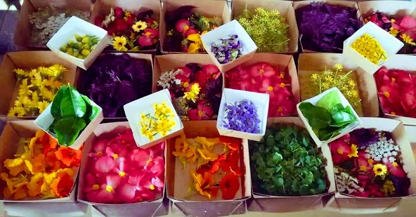 Les jardins de l'instant végétal