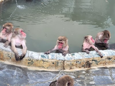 Hakodate Tropical Botanical Garden (Hot-Tubbing Monkeys) 1