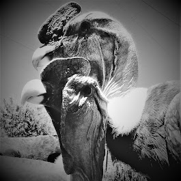 Cochahuasi Animal Sanctuary 1