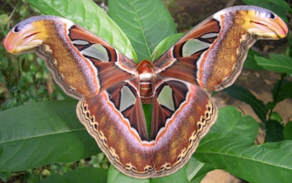 Stratford Butterfly Farm 4
