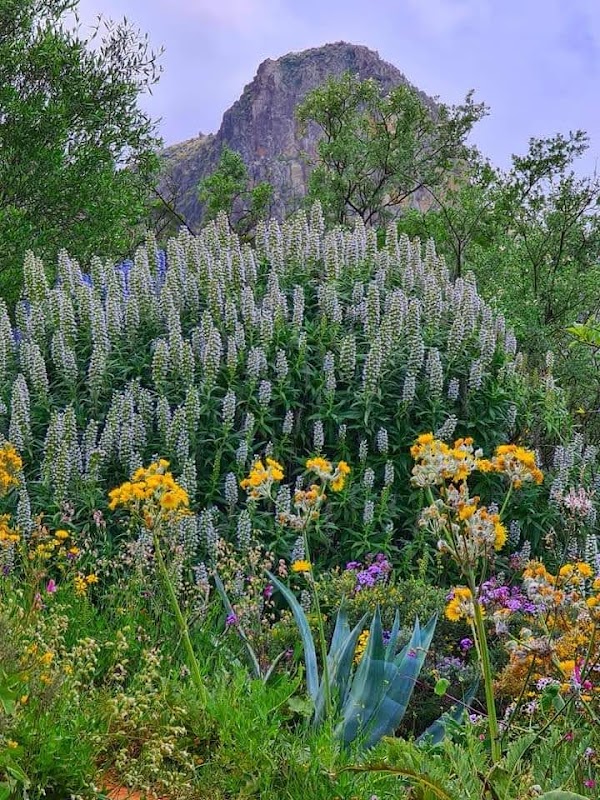 La Palma 5