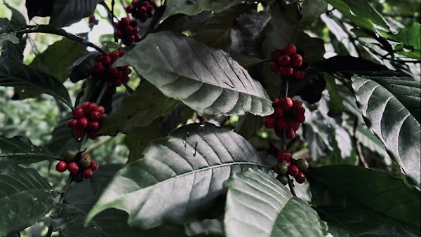 Temple Brew Coffee 3