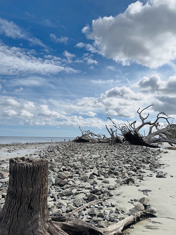 Driftwood Beach 3