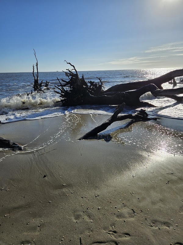Driftwood Beach 2