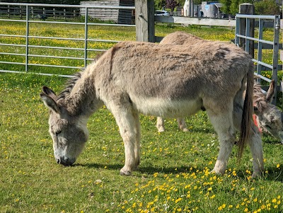 The Donkey Sanctuary