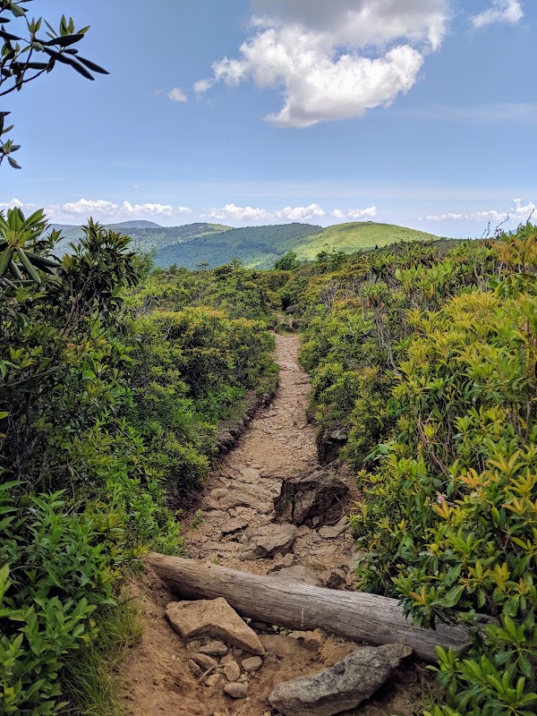Black Balsam Knob 2