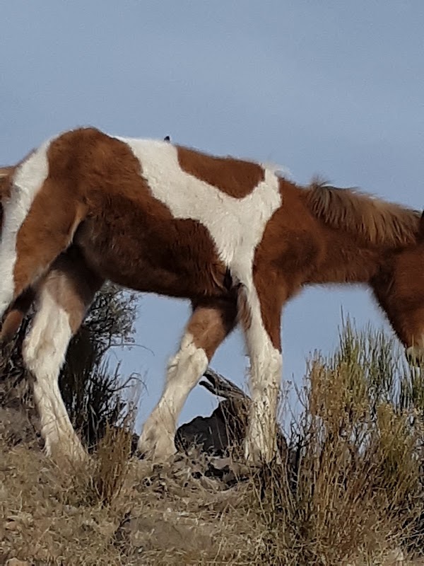 Pahrump 3