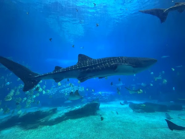 Chimelong Ocean Kingdom 2