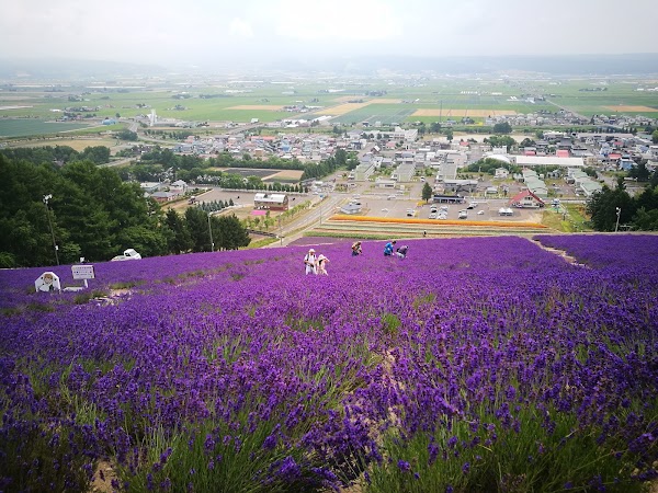 Nakafurano Hokuseiyama Lavender Fields