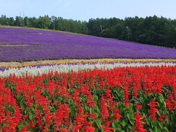 Nakafurano Hokuseiyama Lavender Fields 5