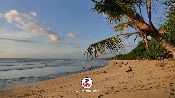 Bali Sea Turtle Society (BSTS) - Kuta Beach Project