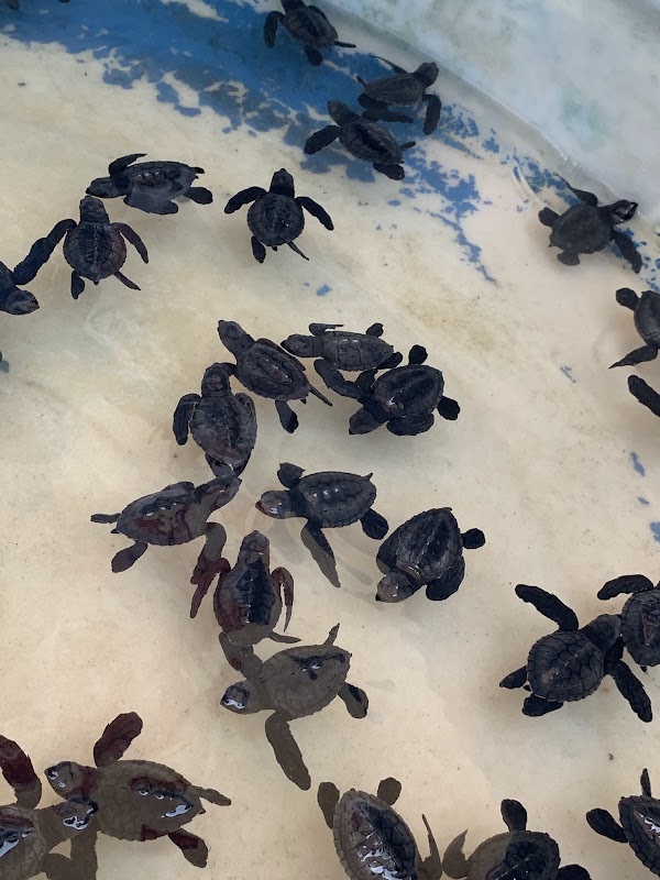 Bali Sea Turtle Society (BSTS) - Kuta Beach Project 4
