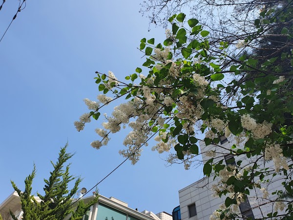 Nonhyeon-dong 5