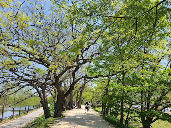 담양 관방제림 3