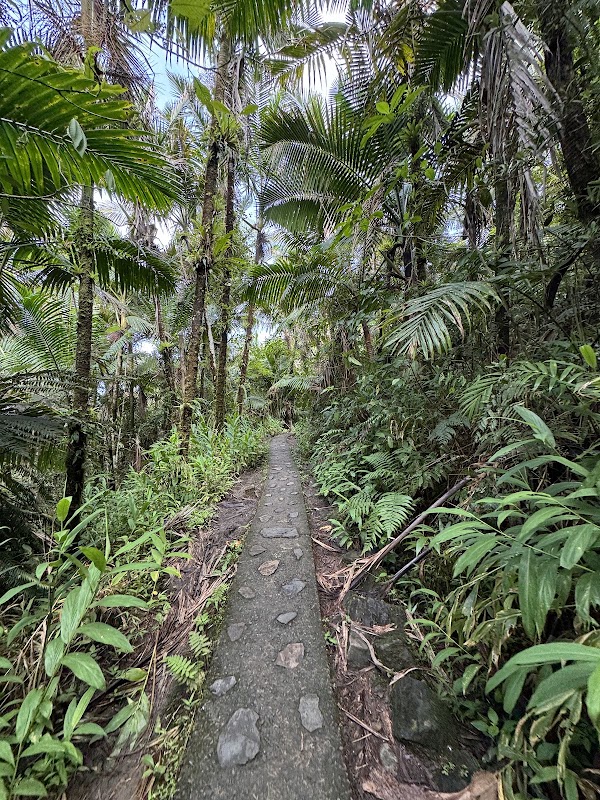El Yunque 3
