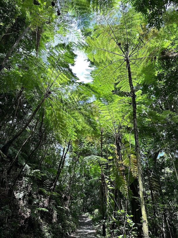 El Yunque 2