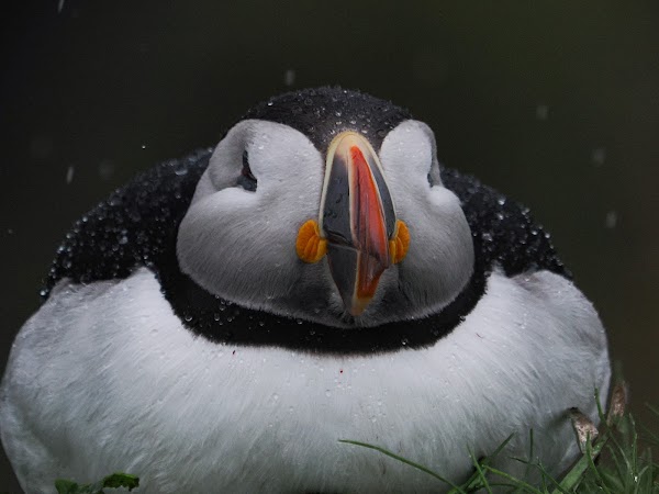 Turus Mara - Staffa and Treshnish Isles Cruise-tours 3