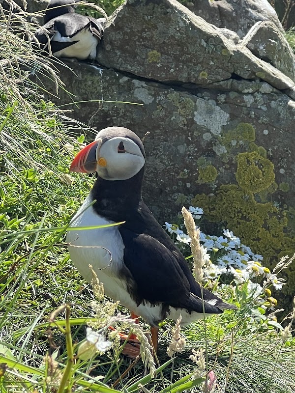 Turus Mara - Staffa and Treshnish Isles Cruise-tours 2