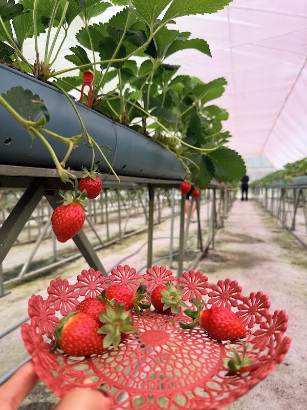 KORE - BERRY 1